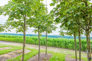 Rotblühende Roßkastanie Aesculus x carnea 'Briotii' Hochstamm Stammumfang 12-14 T Aesculus x carnea 'Briotii' Hochstamm 12/14