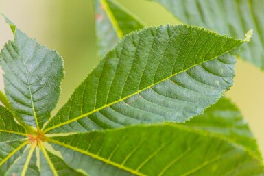 Rotblühende Roßkastanie Aesculus x carnea 'Briotii' Hochstamm Stammumfang 12-14 T Aesculus x carnea 'Briotii' Hochstamm 12/14