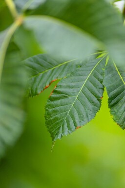 Rotblühende Roßkastanie Aesculus x carnea 'Briotii' Hochstamm Stammumfang 12-14 T Aesculus x carnea 'Briotii' Hochstamm 12/14