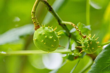 Rotblühende Roßkastanie Aesculus x carnea 'Briotii' Hochstamm Stammumfang 12-14 T Aesculus x carnea 'Briotii' Hochstamm 12/14