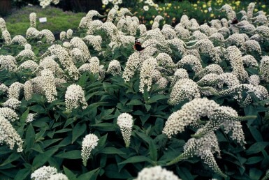 Schnee-Felberich Lysimachia clethroides 5-10 Topf 9x9 cm (P9)