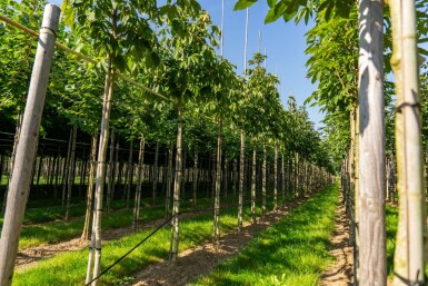 Gelbe Rosskastanie Aesculus flava Aesculus flava