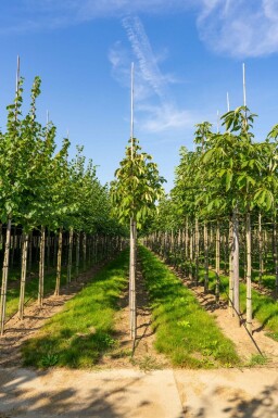 Gelbe Rosskastanie Aesculus flava Hochstamm Aesculus flava Hochstamm