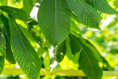 Gelbe Rosskastanie Aesculus flava Hochstamm Aesculus flava Hochstamm