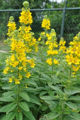 Goldfelberich Lysimachia punctata 5-10 Topf 9x9 cm (P9)