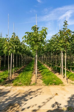 Gelbe Pavie Aesculus flava 'Vestita' Hochstamm Aesculus flava 'Vestita' Hochstamm