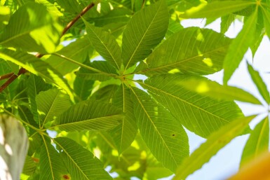 Gelbe Pavie Aesculus flava 'Vestita' Hochstamm Aesculus flava 'Vestita' Hochstamm