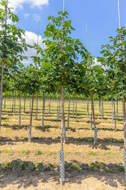 Roßkastanie Aesculus hippocastanum Hochstamm Aesculus hippocastanum Hochstamm