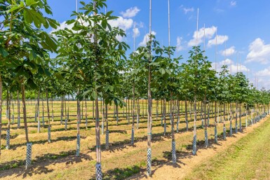 Roßkastanie Aesculus hippocastanum Hochstamm Aesculus hippocastanum Hochstamm