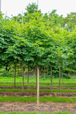 Gefülltblühende Roßkastanie Aesculus hippocastanum 'Baumannii' Aesculus hippocastanum 'Baumannii'