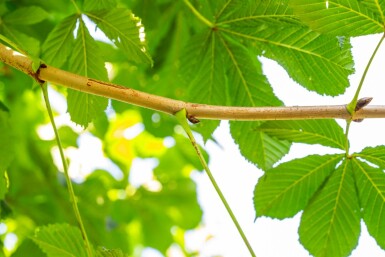Gefülltblühende Roßkastanie Aesculus hippocastanum 'Baumannii' Aesculus hippocastanum 'Baumannii'