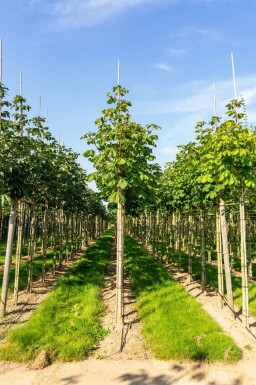 Gefülltblühende Roßkastanie Aesculus hippocastanum 'Baumannii' Hochstamm Aesculus hippocastanum 'Baumannii' Hochstamm