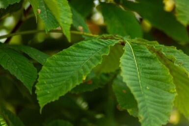 Pavie Aesculus pavia Hochstamm Aesculus pavia Hochstamm
