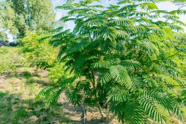 Seidenbaum Albizia julibrissin Albizia julibrissin