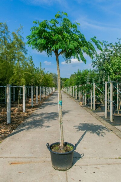 Seidenbaum Albizia julibrissin Hochstamm Stammumfang 4-6 T Albizia julibrissin Hochstamm 4/6