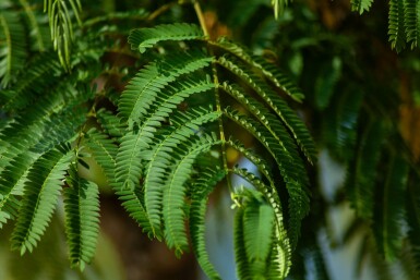 Seidenbaum Albizia julibrissin Hochstamm Albizia julibrissin Hochstamm