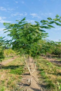 Seidenbaum Albizia julibrissin Mehrstämmig Albizia julibrissin Mehrstämmig