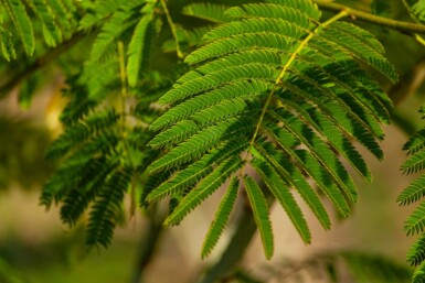 Seidenbaum Albizia julibrissin Mehrstämmig Albizia julibrissin Mehrstämmig