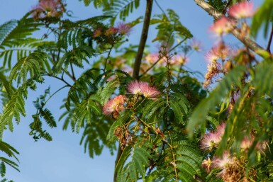 Seidenbaum Albizia julibrissin 'Ombrella' Albizia julibrissin 'Ombrella'