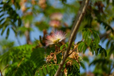 Seidenbaum Albizia julibrissin 'Ombrella' Hochstamm Stammumfang 10-12 T Albizia julibrissin 'Ombrella' Hochstamm 10/12