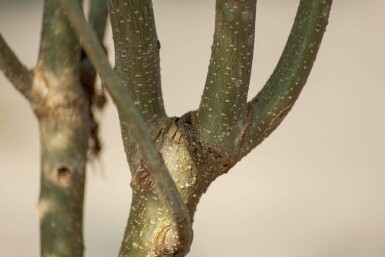 Seidenbaum Albizia julibrissin 'Ombrella' Hochstamm Stammumfang 10-12 T Albizia julibrissin 'Ombrella' Hochstamm 10/12