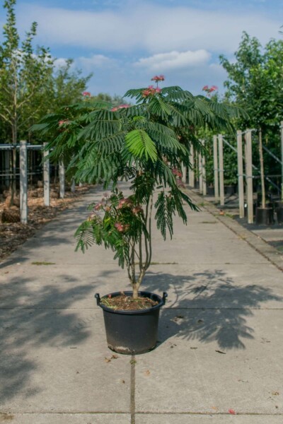 Seidenbaum Albizia julibrissin 'Ombrella' Mehrstämmig 200-250 T Albizia julibrissin 'Ombrella' Mehrstämmig 200-250