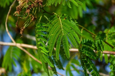 Seidenbaum Albizia julibrissin 'Ombrella' Mehrstämmig Albizia julibrissin 'Ombrella' Mehrstämmig