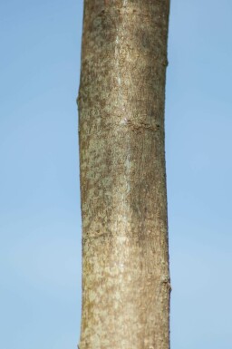 Seidenbaum Albizia julibrissin 'Ombrella' Mehrstämmig 200-250 T Albizia julibrissin 'Ombrella' Mehrstämmig 200-250