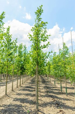 Schwarz-Erle Alnus glutinosa Hochstamm Alnus glutinosa Hochstamm