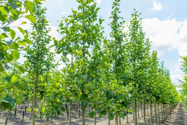 Schwarz-Erle Alnus glutinosa Hochstamm Alnus glutinosa Hochstamm