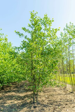 Schwarz-Erle Alnus glutinosa Mehrstämmig Alnus glutinosa Mehrstämmig