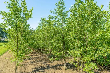 Schwarz-Erle Alnus glutinosa Mehrstämmig Alnus glutinosa Mehrstämmig