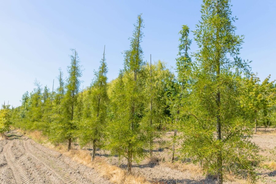 Schwarz-Erle Alnus glutinosa 'Imperialis' Mehrstämmig 200-250 T Alnus glutinosa 'Imperialis' Mehrstämmig 200-250