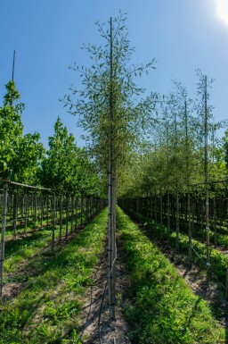 Schwarz-Erle Alnus glutinosa 'Laciniata' Hochstamm Alnus glutinosa 'Laciniata' Hochstamm