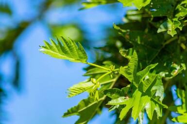 Schwarz-Erle Alnus glutinosa 'Laciniata' Hochstamm Alnus glutinosa 'Laciniata' Hochstamm