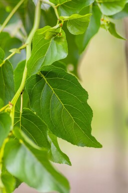 HerzblÀttrige Erle Alnus cordata Alnus cordata