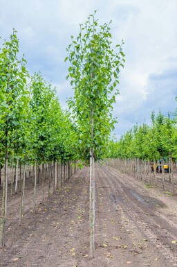 Herzblättrige Erle Alnus cordata Hochstamm Alnus cordata Hochstamm