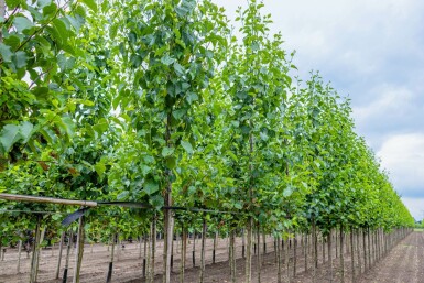 Herzblättrige Erle Alnus cordata Hochstamm Alnus cordata Hochstamm