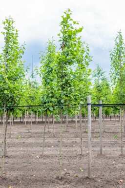 Grau-Erle Alnus incana Hochstamm Alnus incana Hochstamm