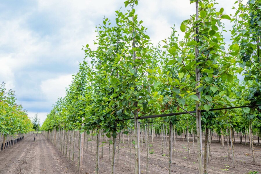 Grau-Erle Alnus incana Hochstamm Stammumfang 10-12 T Alnus incana Hochstamm 10/12