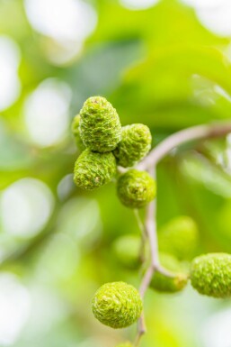 Grau-Erle Alnus incana Hochstamm Stammumfang 10-12 T Alnus incana Hochstamm 10/12