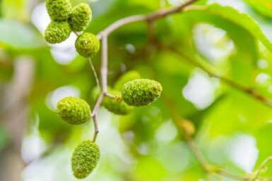 Grau-Erle Alnus incana Hochstamm Stammumfang 10-12 T Alnus incana Hochstamm 10/12