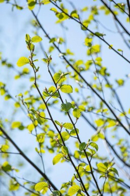 Grau-Erle Alnus incana Hochstamm Stammumfang 10-12 T Alnus incana Hochstamm 10/12