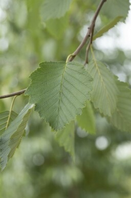 Grau-Erle Alnus incana Mehrstämmig Alnus incana Mehrstämmig