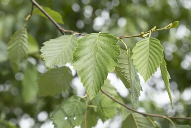 Grau-Erle Alnus incana Mehrstämmig Alnus incana Mehrstämmig