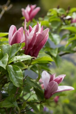 Rote Tulpenmagnolie Magnolia 'Susan' Strauch 20-30 Topf 3 ltr. (C3)