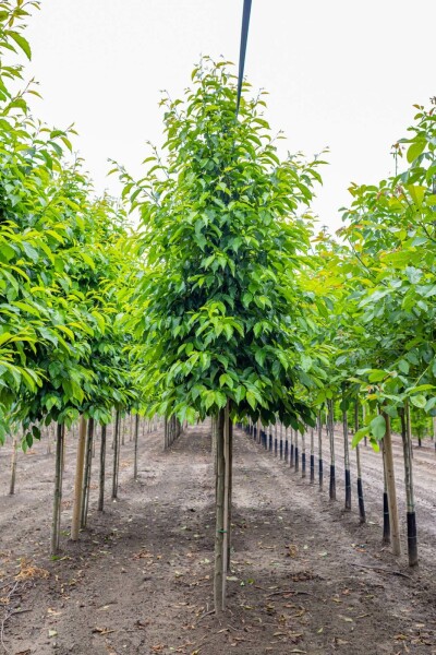 Purpurerle Alnus spaethii Hochstamm Stammumfang 10-12 T Alnus spaethii Hochstamm 10/12