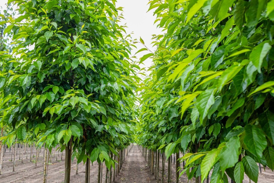 Purpurerle Alnus spaethii Hochstamm Stammumfang 10-12 T Alnus spaethii Hochstamm 10/12