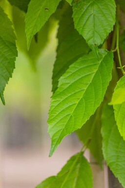 Purpurerle Alnus spaethii Hochstamm Stammumfang 10-12 T Alnus spaethii Hochstamm 10/12