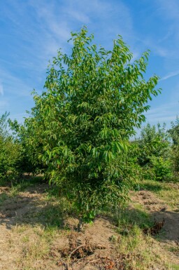 Purpurerle Alnus spaethii Mehrstämmig Alnus spaethii Mehrstämmig